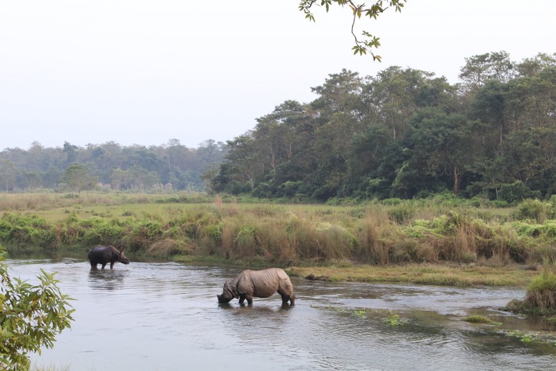 tourhub | Tweet World Travel | Royal Jungle Nepal Wildlife Safari 