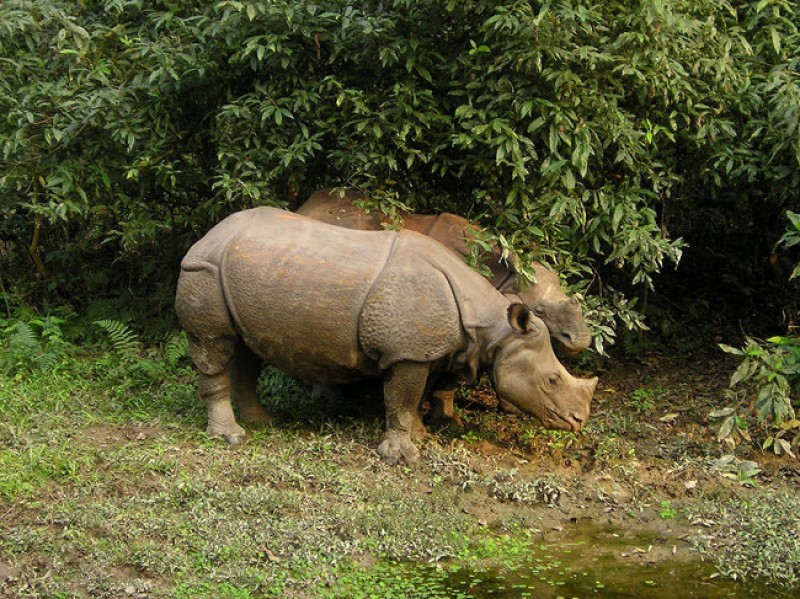 tourhub | Tweet World Travel | Royal Jungle Nepal Wildlife Safari 