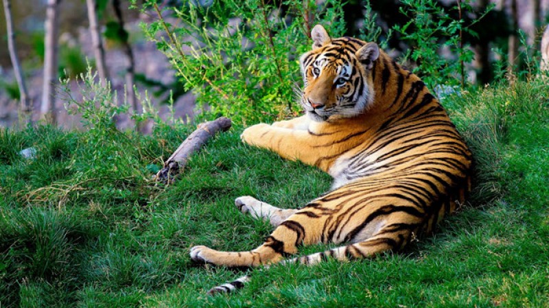 tourhub | Tweet World Travel | Royal Jungle Nepal Wildlife Safari 