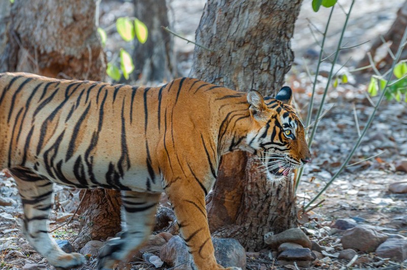 tourhub | Tweet World Travel | GOLDEN TRIANGLE TOUR WITH RANTHAMBHORE 