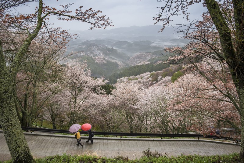 tourhub | Tweet World Travel | Japan In-depth Cherry Blossom Tour 